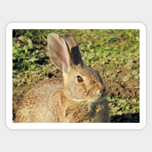 Rabbit, wildlife, gifts, Cute Little Bun bun Sticker